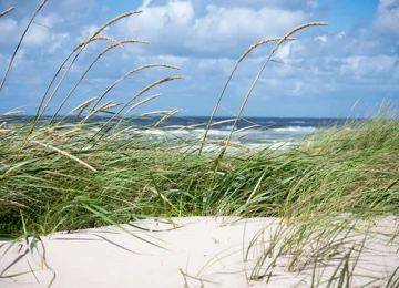 Marehalm, sandstrand, hav og blå himmel.
